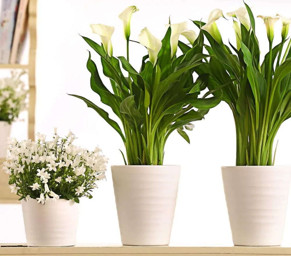 Dehner Orchideentöpfe > Keramik-Übertopf Wave, konisch