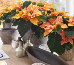 Dehner Keramik-Jardiniere Kenia, oval, Braun Sale