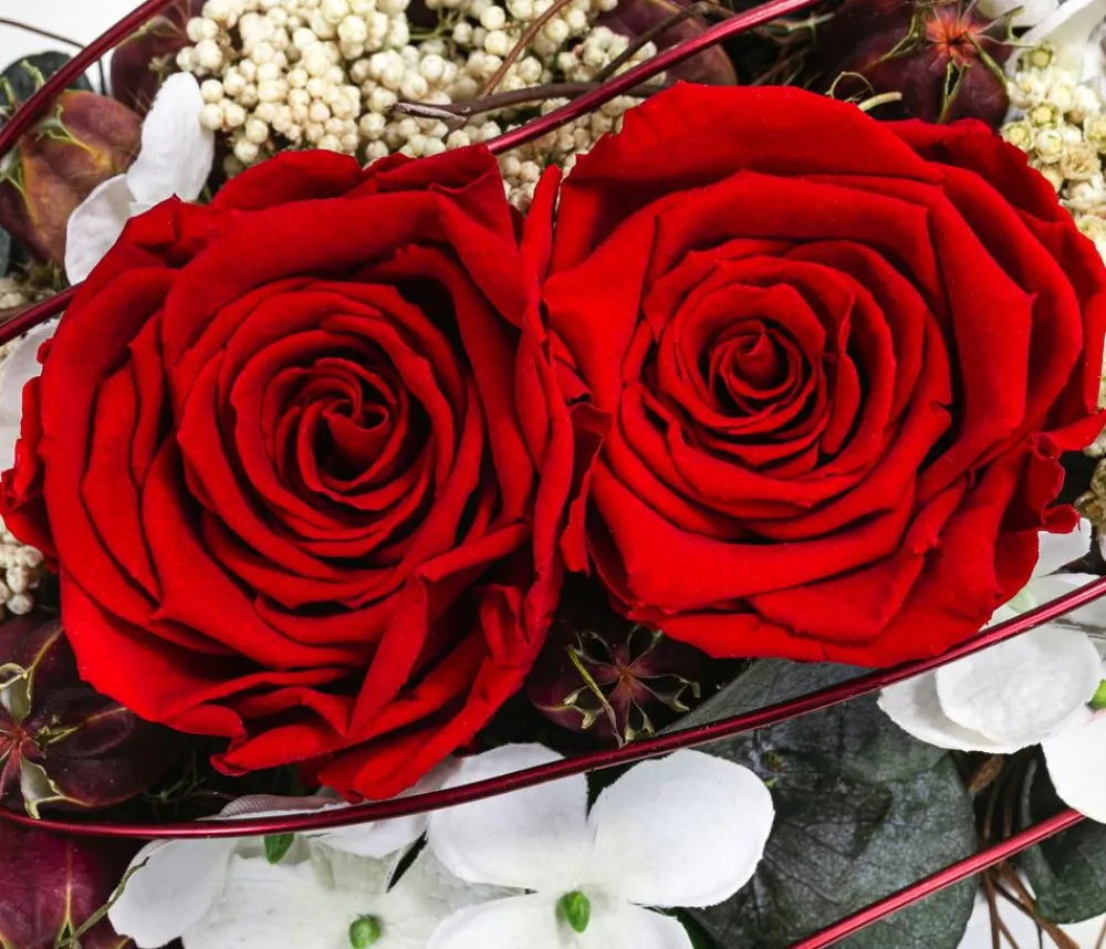 Dehner Konservierte Rosen > Keramik-Jardiniere mit Longlife-Rose Kiara, , ca. B23/H15/T12 cm