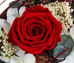 Dehner Keramik-Jardiniere mit Longlife-Rose Tiana, , ca. B17/H12/T8 cm Rot Hot