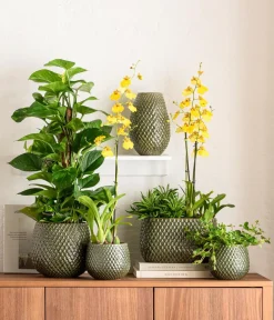Dehner Blumenampeln & -Schalen|Blumentöpfe & Übertöpfe - Keramik-Jardiniere Tamir, bauchig, ca. B28/H16/T16 cm Grün