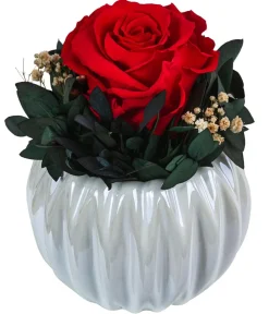 Dehner Konservierte Rosen - Keramik-Schale mit Longlife-Rose Perla, ca. Ø12/H16 cm Rot