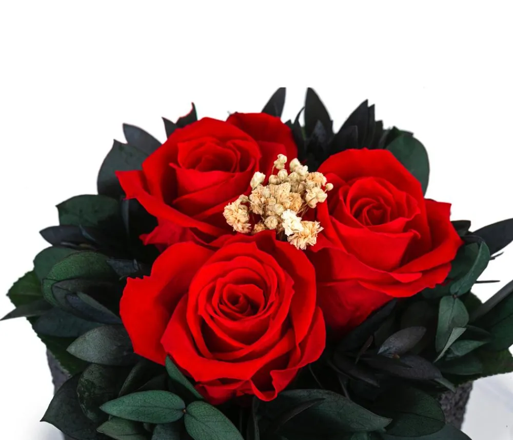 Dehner Konservierte Rosen - Keramik-Schale mit Longlife-Rose Izzy, ca. Ø12/H16 cm Rot