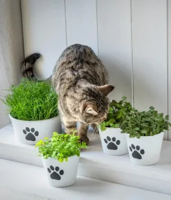 Dehner Blumenampeln & -Schalen|Blumentöpfe & Übertöpfe - Keramik-Schale Paw, konisch, , ca. Ø20 cm Weiß