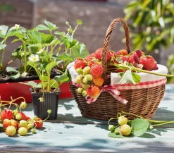 Dehner Kids Erdbeerpflanzen > Erdbeere 'Ostara'