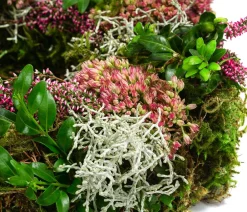 Dehner Kränze & Pflanzendeko - Kranz Sedum, ca. Ø28 cm