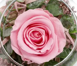 Dehner Konservierte Rosen > Kugelglas mit Longlife-Rose Doris, , ca. Ø10/H12 cm