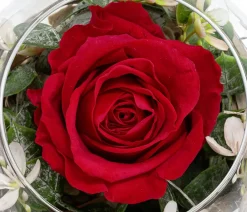 Dehner Kugelglas mit Longlife-Rose Diana, , ca. Ø10/H10 cm Outlet