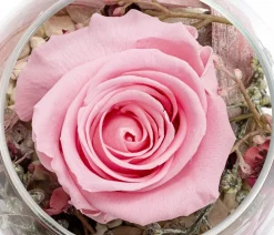Dehner Kugelglas mit Longlife-Rose Annabell, , ca. Ø10/H10 cm Discount