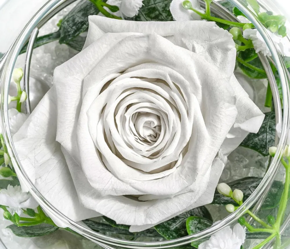 Dehner Konservierte Rosen - Kugelglas mit Longlife-Rose Abby, ca. Ø10 cm Weiß