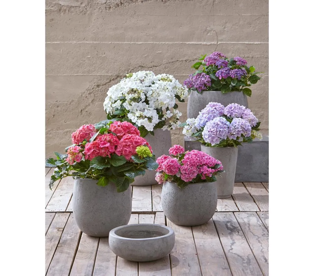 Dehner Blumenampeln & -Schalen|Blumentöpfe & Übertöpfe > Kunststein-Schale Balloon Stone,