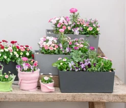 Dehner Pflanzkübel & Blumenkästen|Blumentöpfe & Übertöpfe > Kunststoff-Kasten Stone inkl. Bewässerungssystem, rechteckig
