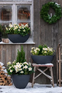 Dehner Blumenampeln & -Schalen > Kunststoff-Schale Miami, oval, anthrazit, ca. B52/H20/T23 cm