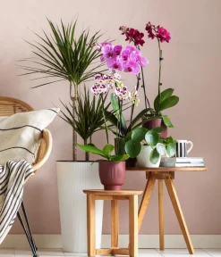 Dehner Blumentöpfe & Übertöpfe > Kunststoff-Topf Magnolia, konisch