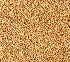 Dehner Lieblinge Vogelfutter & Snacks > Honigfutter für Sittiche und Exoten, 20 g