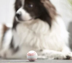 Dehner Lieblinge Hundespielzeug > Hundespielzeug Spielball Sporty