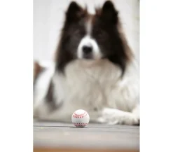 Dehner Lieblinge Hundespielzeug > Hundespielzeug Spielball Sporty