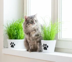 Dehner Lieblinge Katzenleckerlies & Getränke|Nahrungsergänzung Katze - Katzengras Saatgut, 100 g