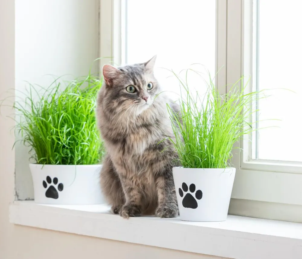 Dehner Lieblinge Katzenleckerlies & Getränke|Nahrungsergänzung Katze - Katzengras Saatgut, 100 g
