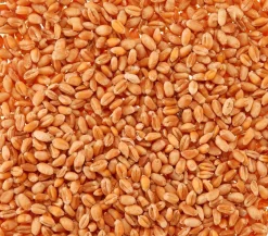 Dehner Lieblinge Katzenleckerlies & Getränke|Nahrungsergänzung Katze - Katzengras Saatgut, 100 g