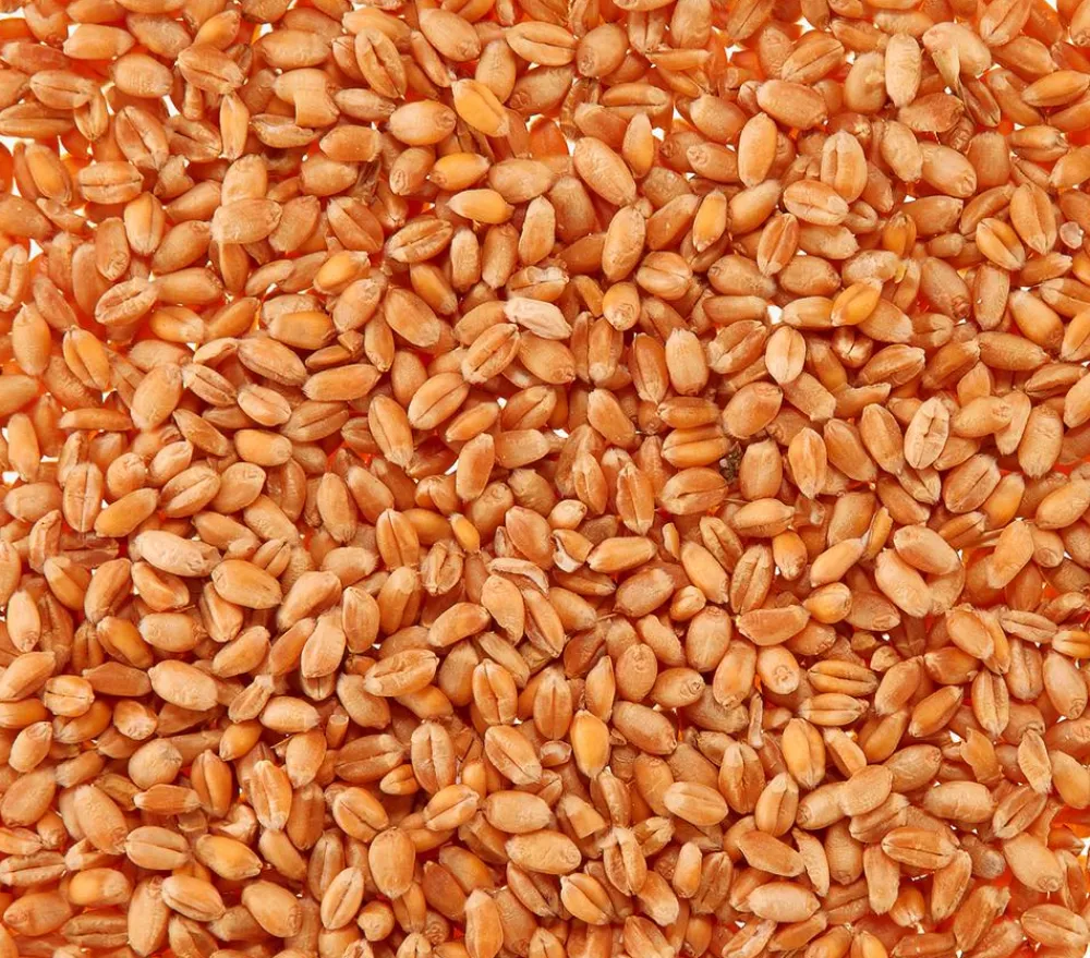 Dehner Lieblinge Katzenleckerlies & Getränke|Nahrungsergänzung Katze - Katzengras Saatgut, 100 g