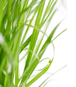 Dehner Lieblinge Katzengras - Cyperus zumula Grün Outlet
