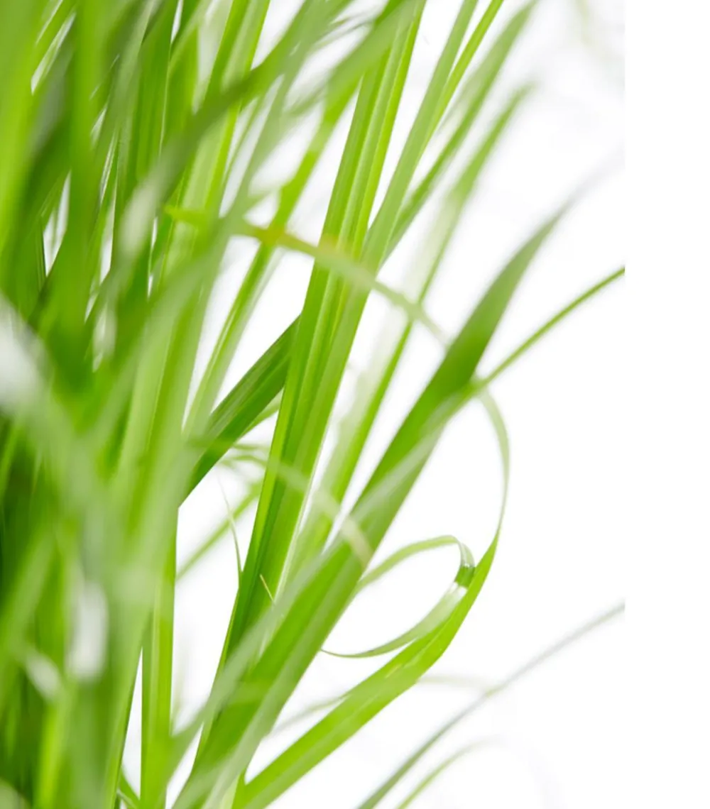 Dehner Lieblinge Katzengras - Cyperus zumula Grün Outlet