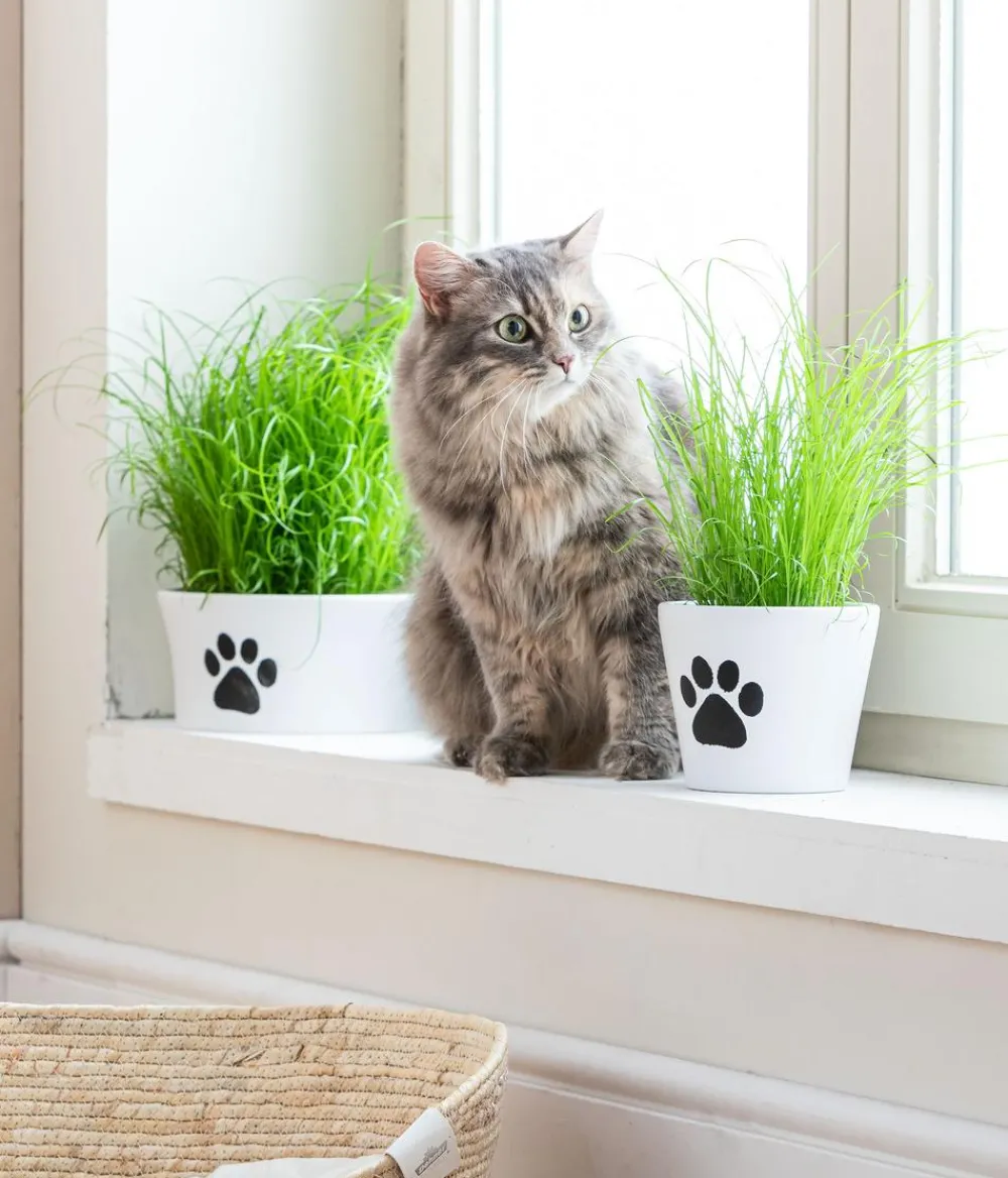 Dehner Lieblinge Katzengras - Cyperus zumula Grün Outlet