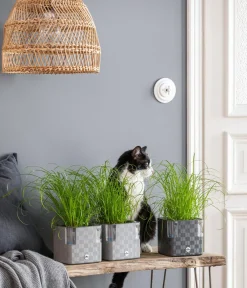Dehner Lieblinge Grünpflanzen|Nahrungsergänzung Katze - Katzengras - Cyperus zumula Grün