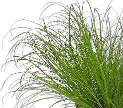 Dehner Lieblinge Grünpflanzen|Nahrungsergänzung Katze - Katzengras - Cyperus zumula Grün