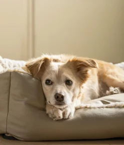 Dehner Lieblinge Hundebetten & Körbe|Katzenbetten & Katzenkissen - Kuschebett Casi, rechteckig, /
