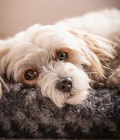 Dehner Lieblinge Hundekissen|Katzenbetten & Katzenkissen > Kuschekissen Finey, rechteckig,