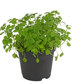 Dehner Lieblinge Vogelmiere - Stellaria media Grün Best