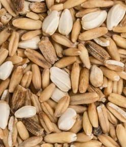Dehner Lieblinge Vogelfutter & Snacks - Wildsamen, 5 g