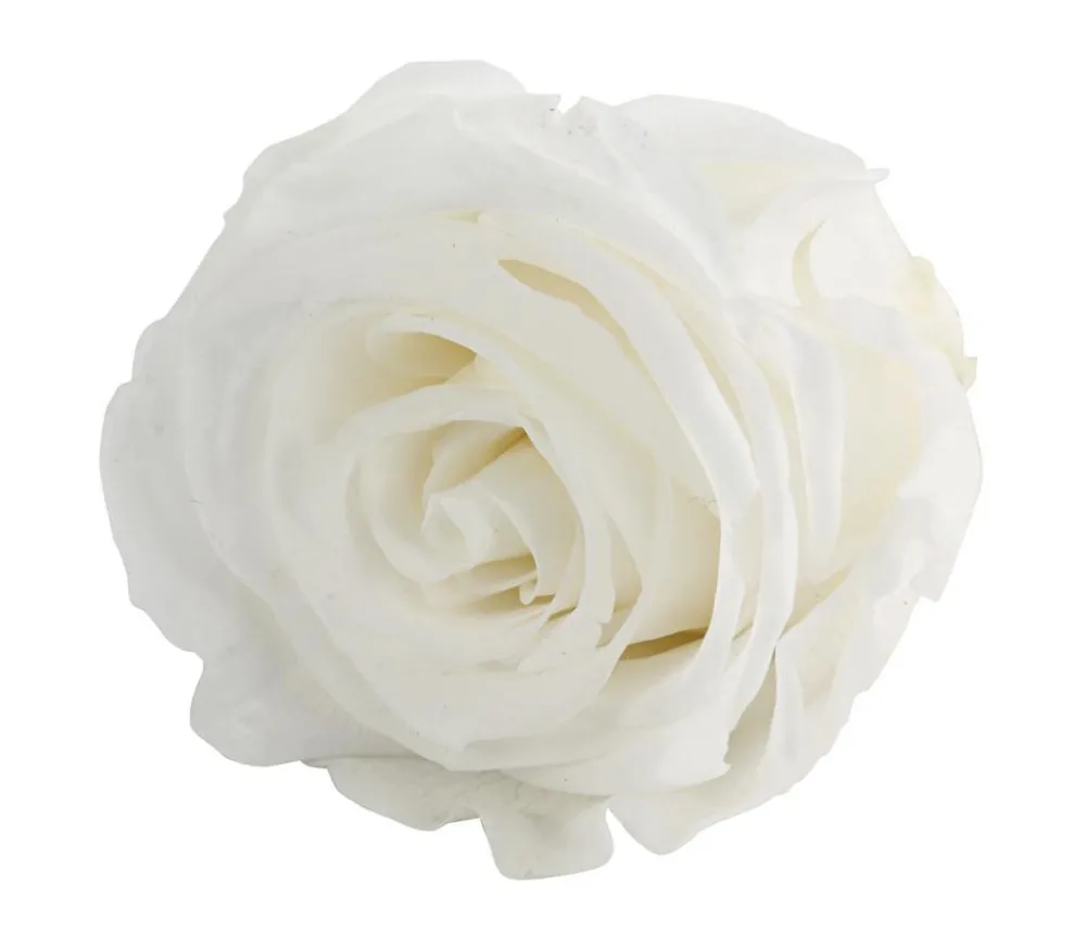 Dehner Bastelbedarf|Konservierte Rosen > Longlife-Rose, ca. Ø6 cm