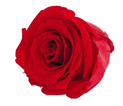 Dehner Longlife-Rose, ca. Ø6 cm Rot Online