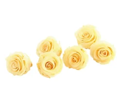 Dehner Bastelbedarf|Konservierte Rosen - Longlife-Rose, ca. Ø6 cm Creme