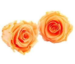 Dehner Bastelbedarf|Konservierte Rosen - Longlife-Rose, ca. Ø6 cm Apricot