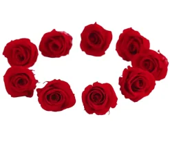 Dehner Longlife-Rose, ca. Ø3 cm Rot New