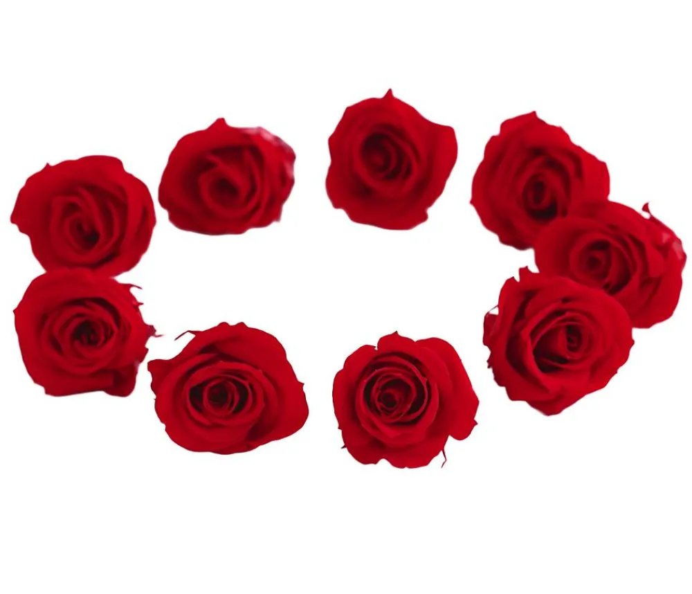 Dehner Longlife-Rose, ca. Ø3 cm Rot New