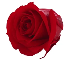 Dehner Longlife-Rose, ca. Ø3 cm Rot New