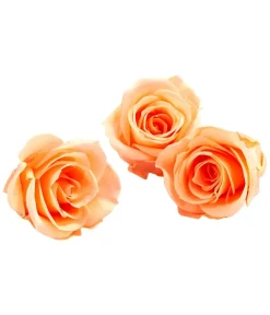 Dehner Bastelbedarf|Konservierte Rosen - Longlife-Rose, ca. Ø3 cm Apricot