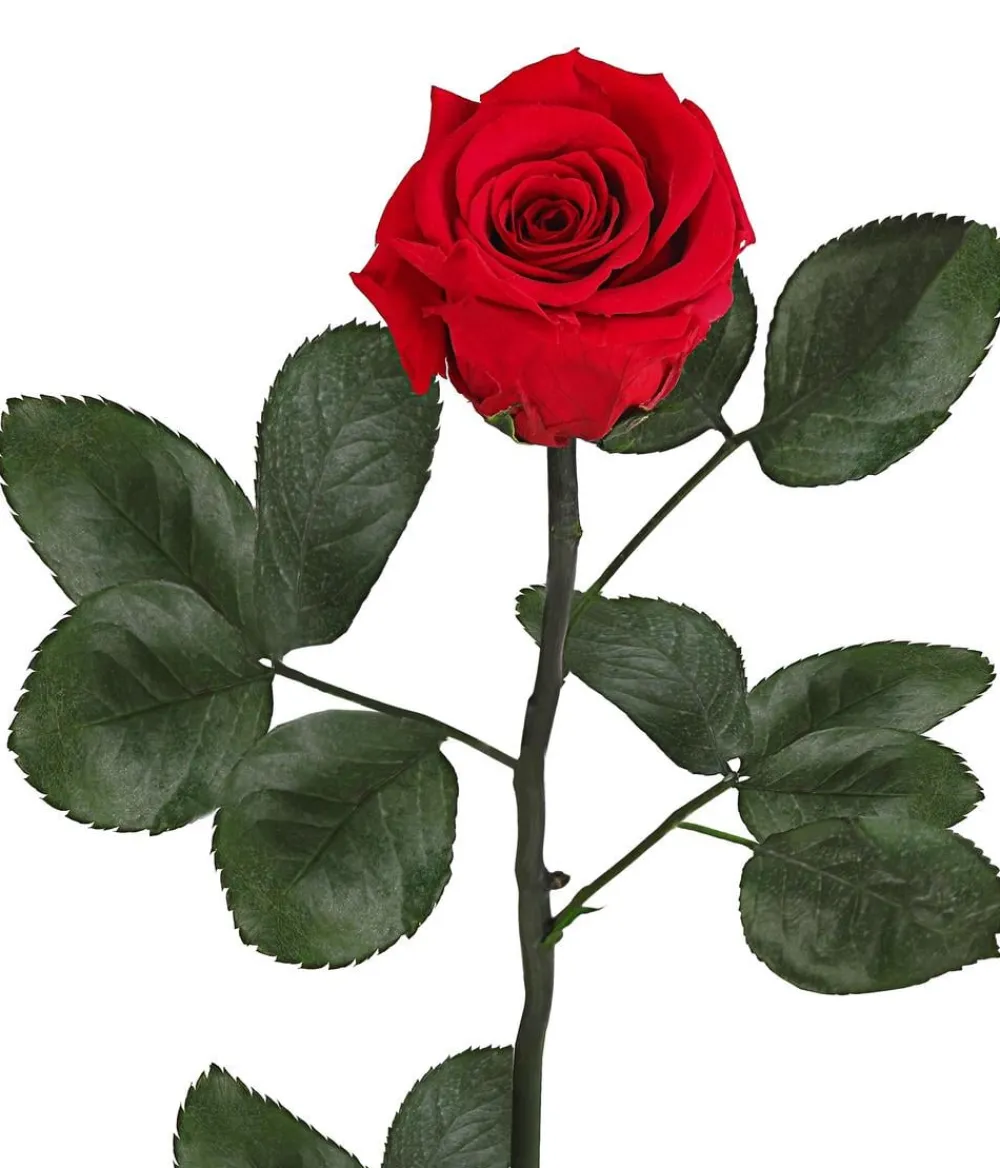 Dehner Longlife-Rose mit Stiel, Rot Sale