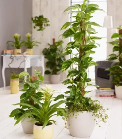 Dehner Mehr Blumentopfzubehör - Moosstab