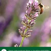 Dehner Natura Premium Nützling & Insektenhotels - Insektenhotel Trentino