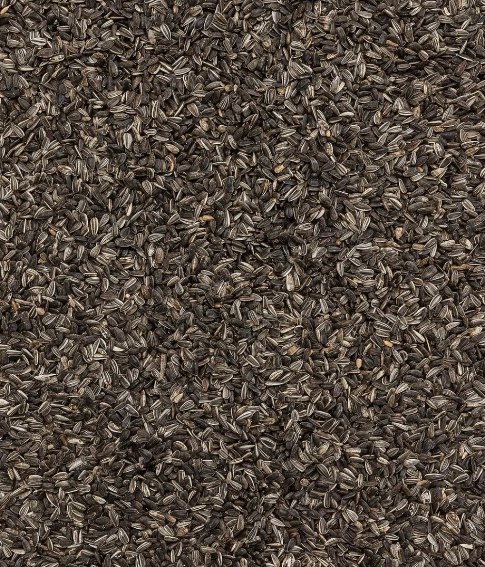 Dehner Natura Premium Wildvogelfutter & Snacks > Wildvogelfutter Sonnenblumenkerne