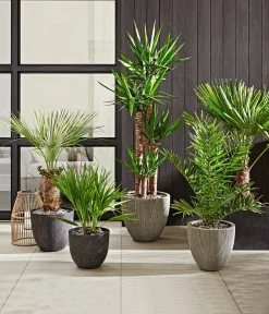 Dehner Polystone-Topf Brisbane in Riffeloptik, rund Grau New