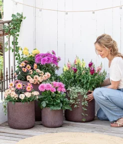 Dehner Terrassenpflanzen|Sommerblumen > Premium Dahlie