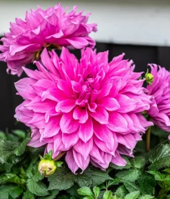 Dehner Terrassenpflanzen|Sommerblumen > Premium Dahlie