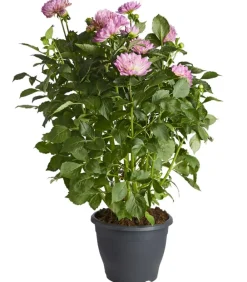 Dehner Terrassenpflanzen|Sommerblumen > Premium Dahlie